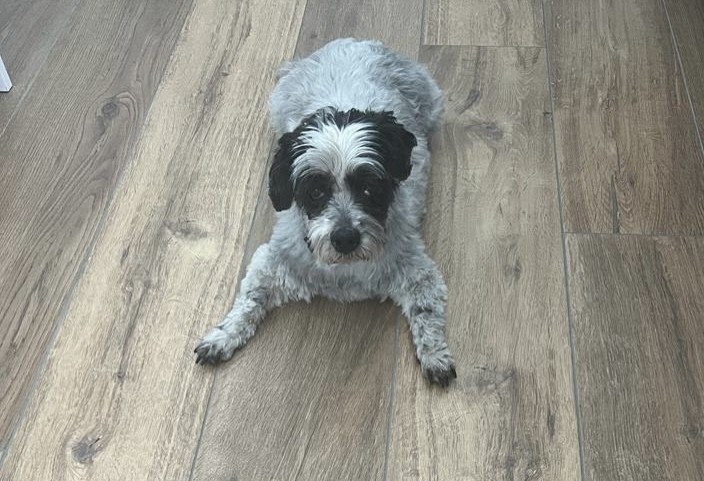 Shakira, our senior dog, featured in our CBD for animals and pet wellness guide